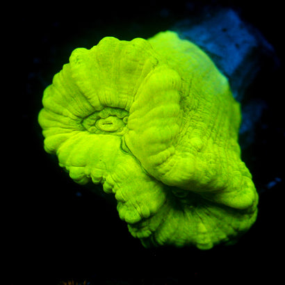 JC Neon Green Trumpet Coral