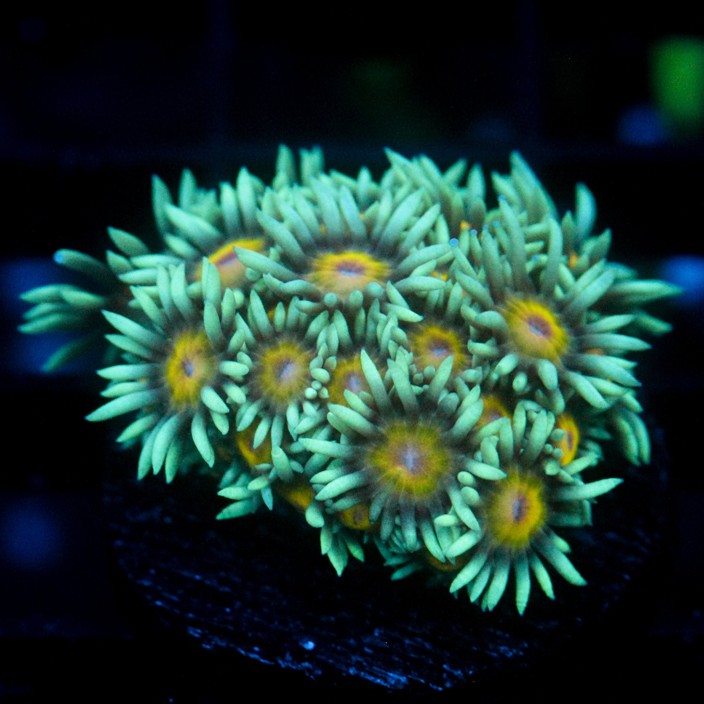 JC Sunflower Goni