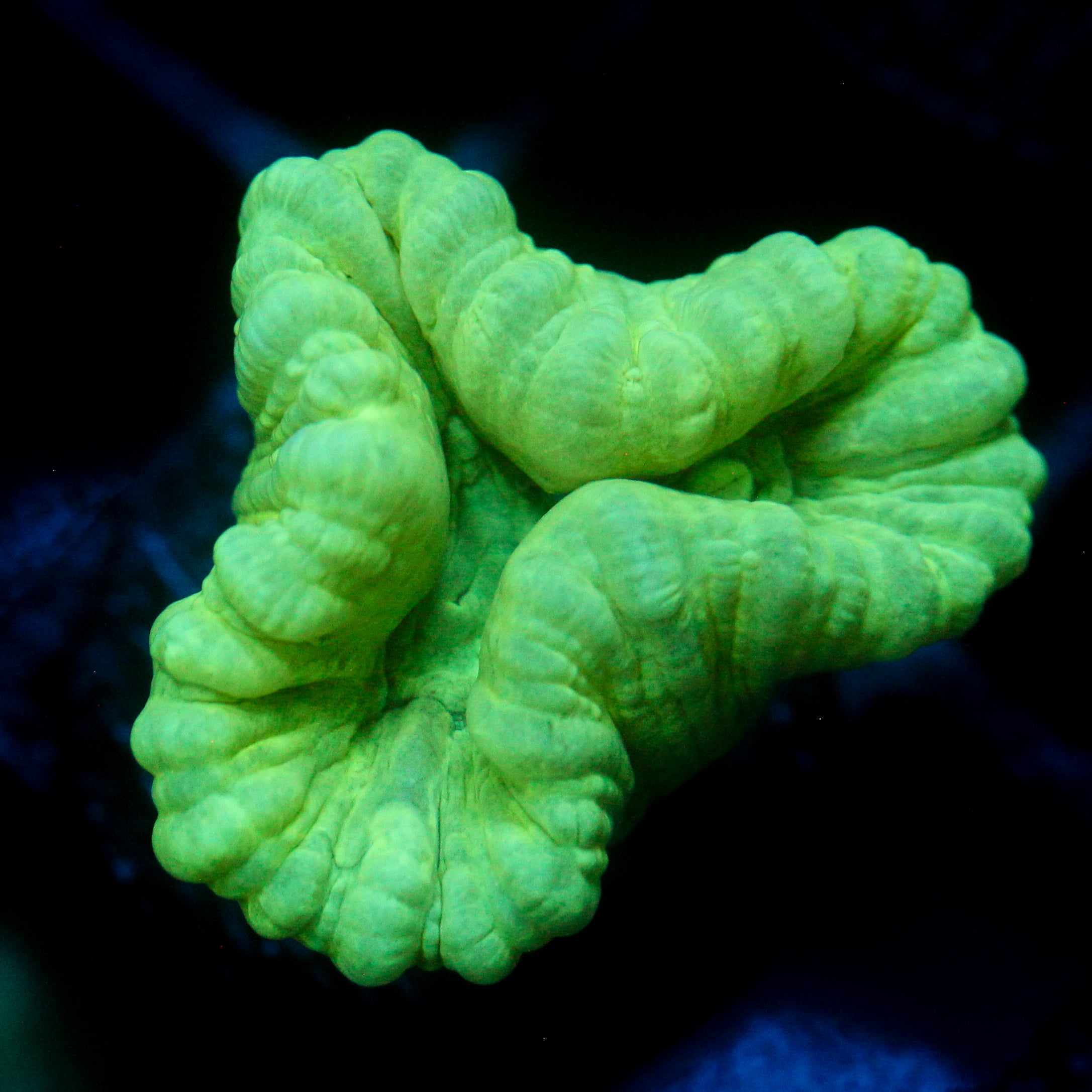 JC Neon Green Trumpet Coral