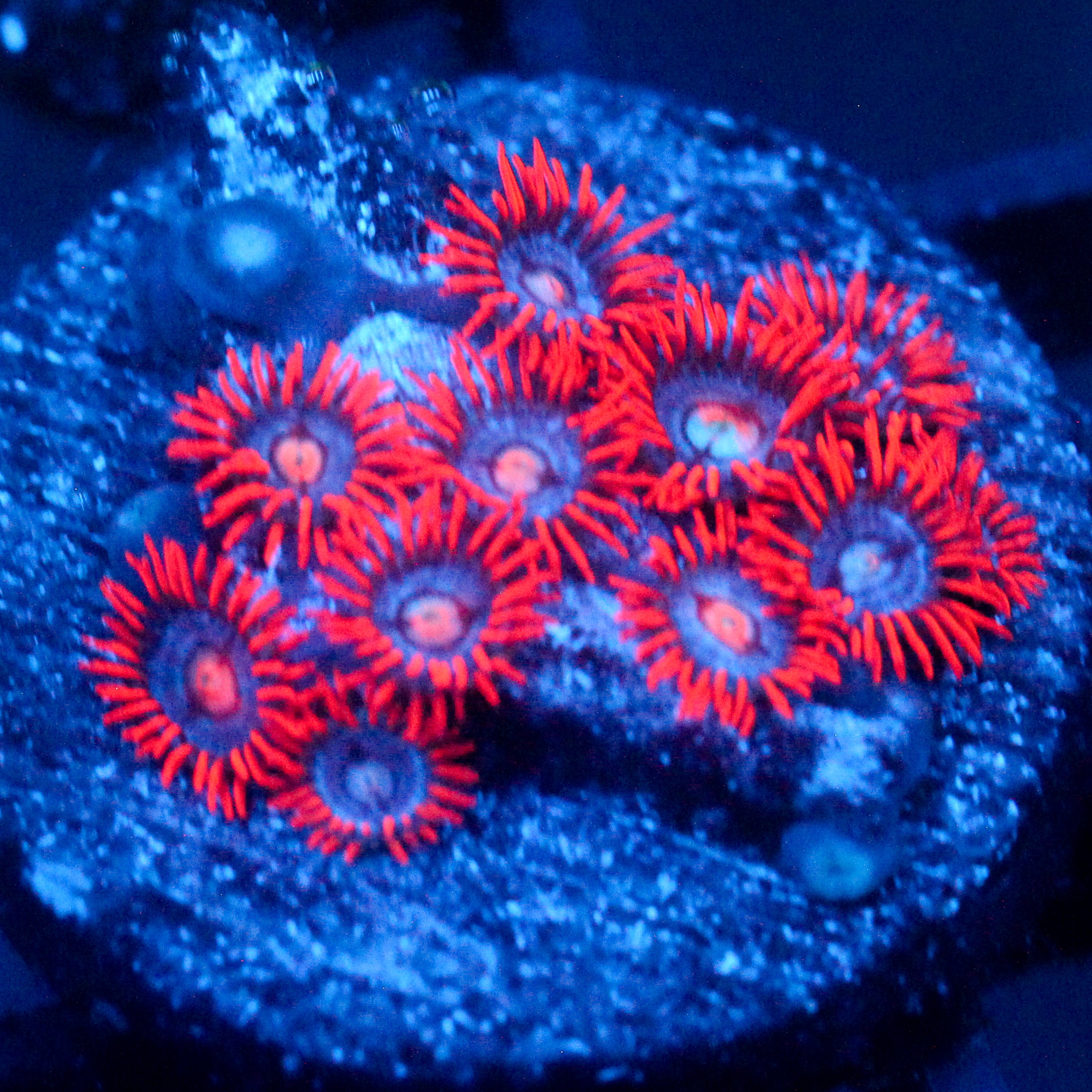 JC Stargazer