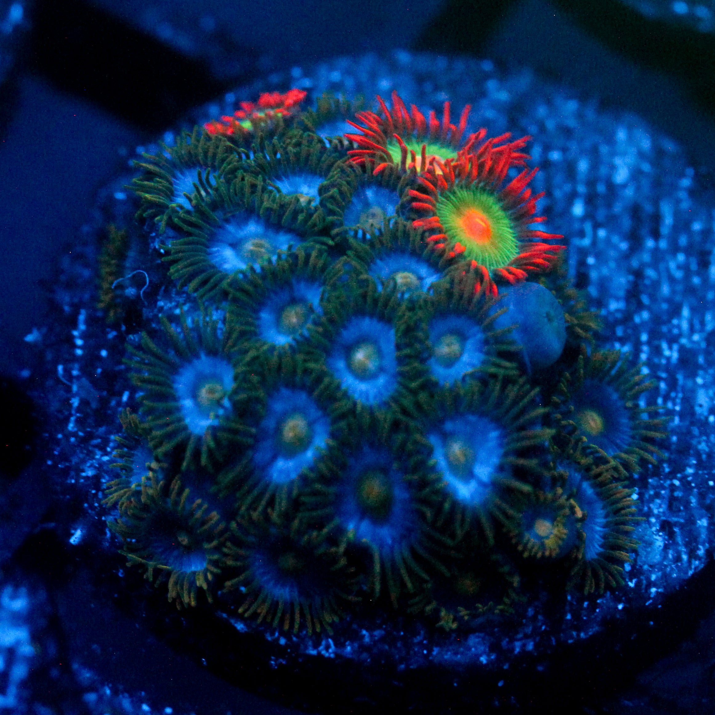 JC Saturn Zoanthid