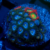 JC Saturn Zoanthid