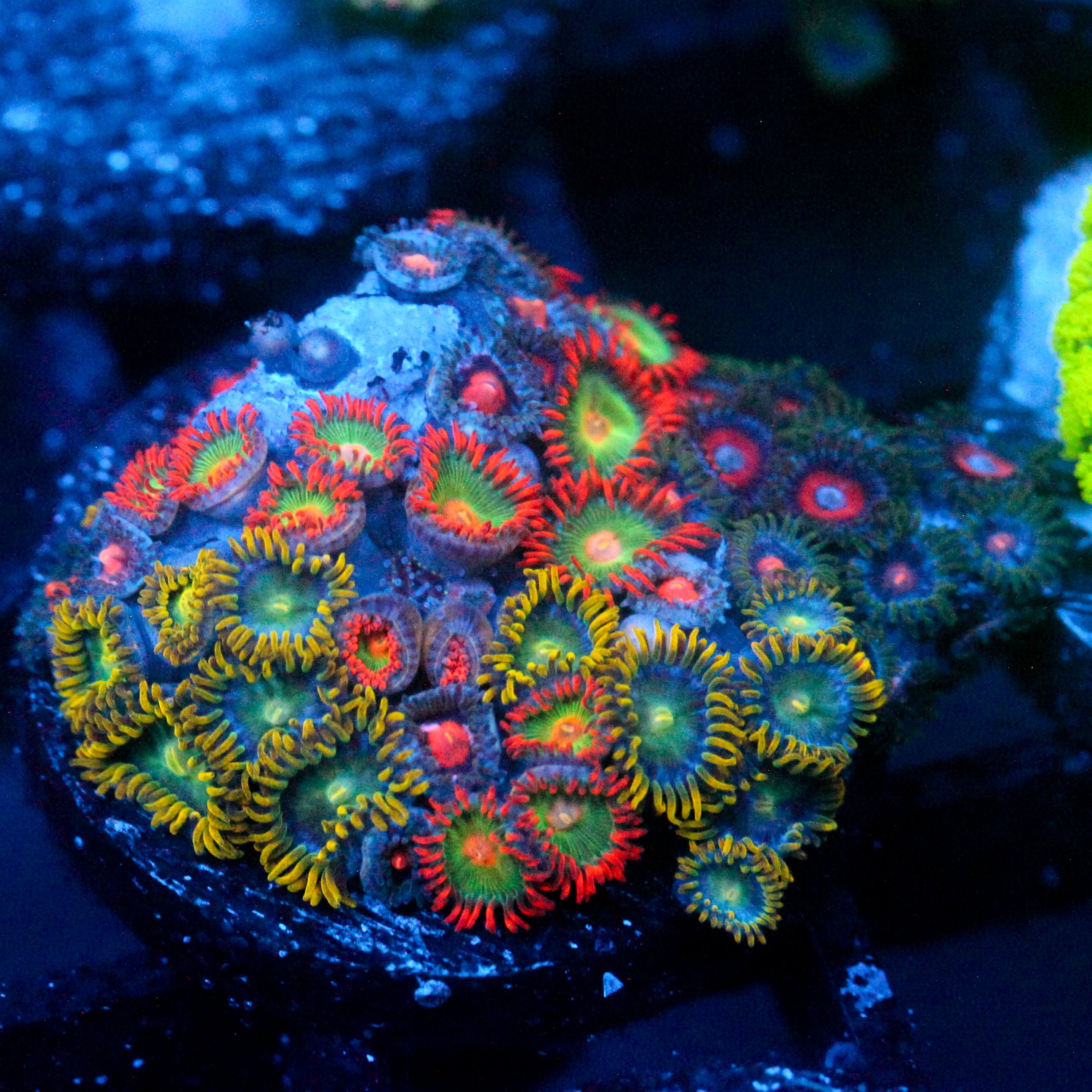 JC Gatorade Zoanthids