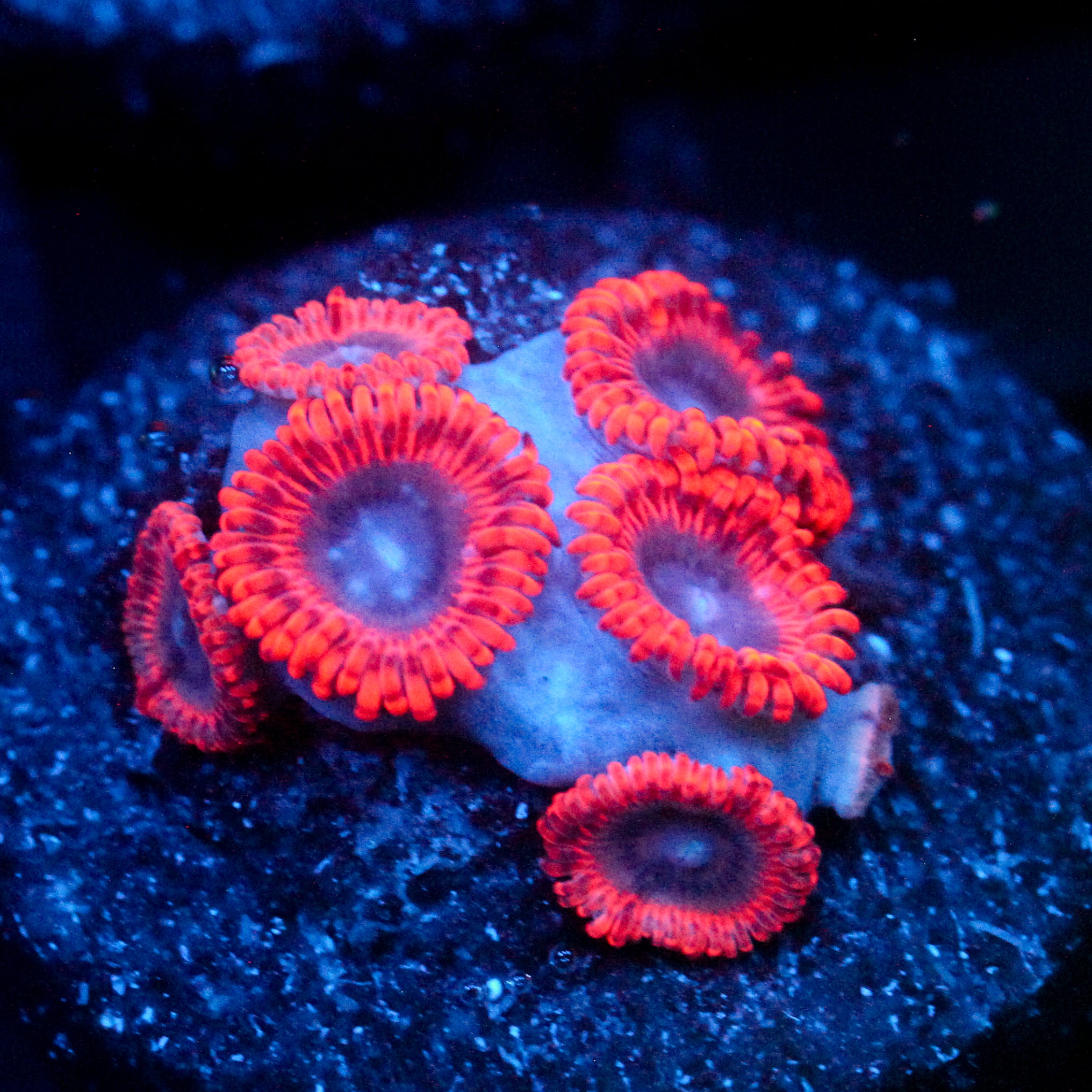 JC Typhloshion Zoanthid
