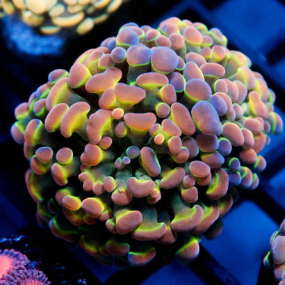 SBB Ultra Hologram Hammer