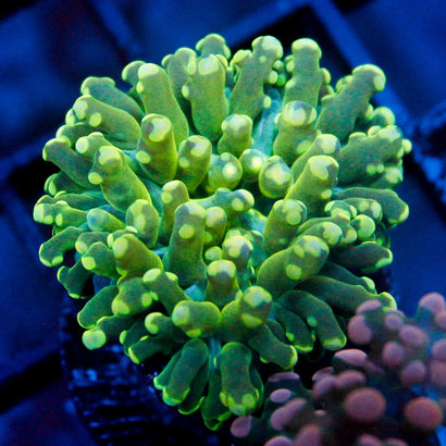 JC Green Ghoul Octo