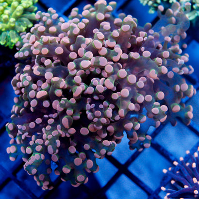JC Pink Tip Octo