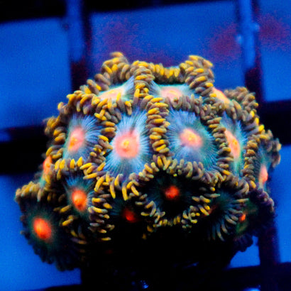 JC Saturn Zoanthid Colony