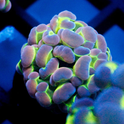 JC Ultra Hologram Hammer