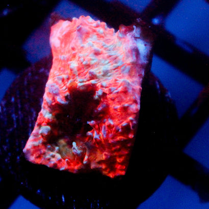 JC Unholy Trinity Chalice