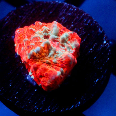 JC Cheetos Finger Chalice