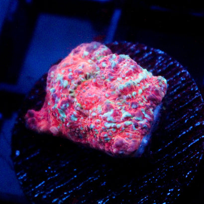 JC Blue Tide Chalice