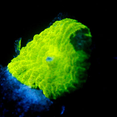 JC Ultra Kryptonite Mushroom