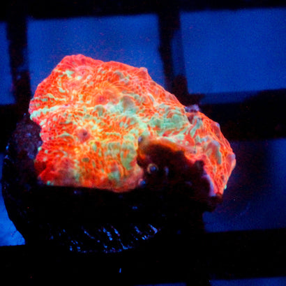 JC Citrus Dream chalice