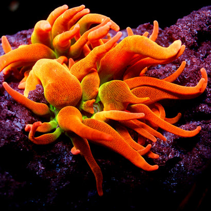 JC Colorado Sunburst Anemone FULL AQUACULTURE