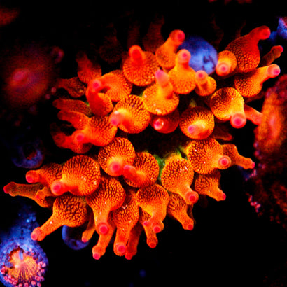 JC Ultra Speckled Bubble Tip Anemone