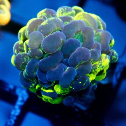 JC Ultra Splatter Hammer