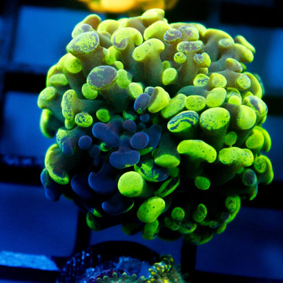 JC Bicolor Splatter Hammer