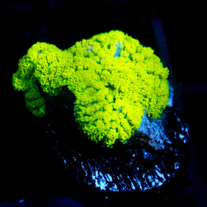 Neon Green Rhodactis
