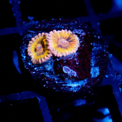 JC Stratocaster Zoanthid