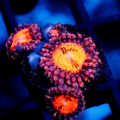 JC Speckled Kraze Zoanthid