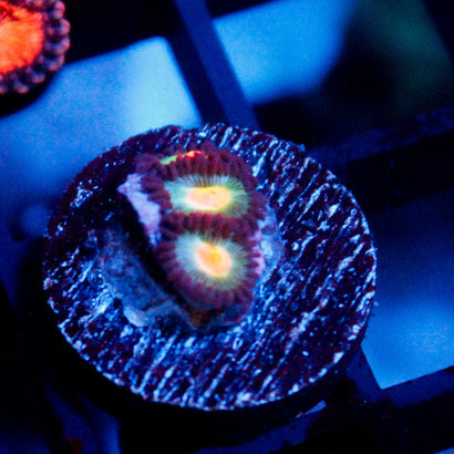 JC Alien Blue Blood Zoanthid