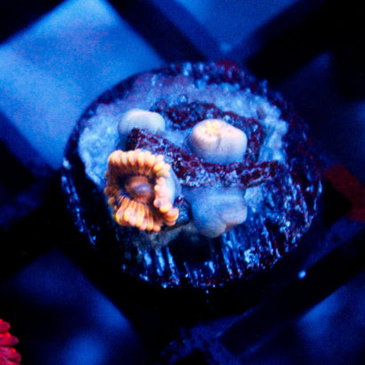 JC Rando Zoanthids