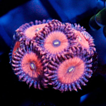 JC Amber Bliss Zoanthid
