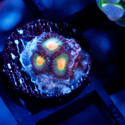 JC Alien Blood Zoanthid
