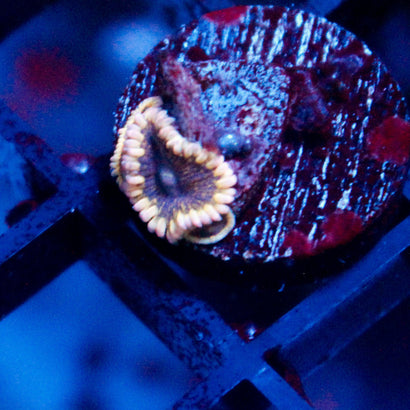 JC Mesosphere Zoanthid