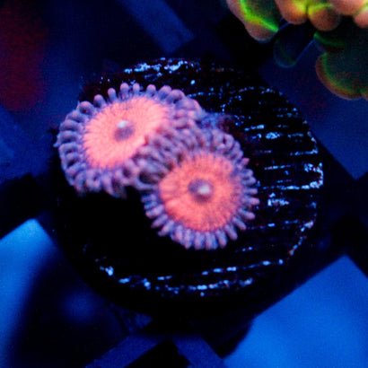 JC Amber Bliss Zoanthid