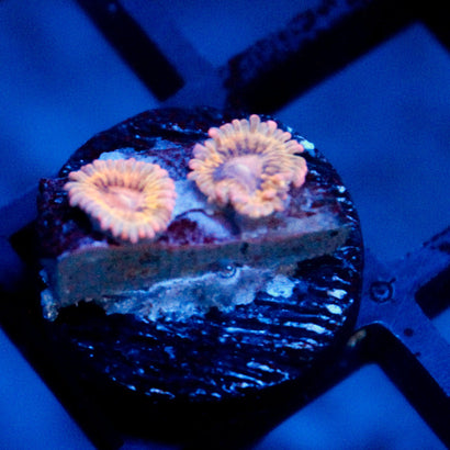 JC Blue Seam Zoanthid