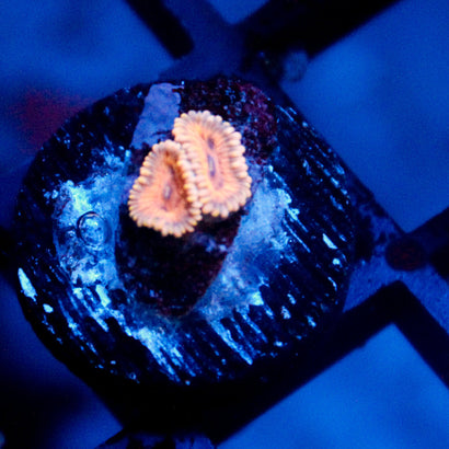 JC Rando Zoanthids
