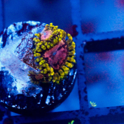 JC Purple Monster Zoanthid