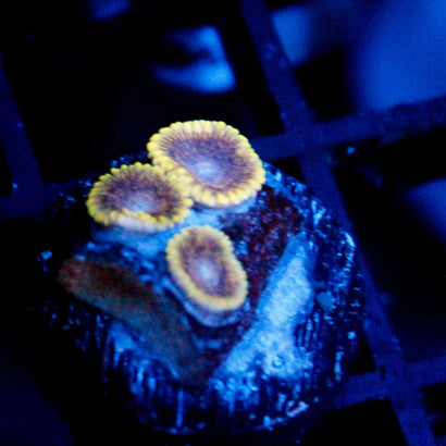JC Mesosphere Zoanthid