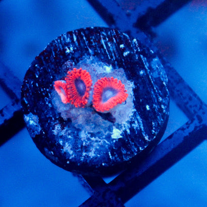 JC Typhloshion Zoanthid