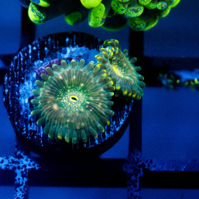 JC Utter Blue Razz Zoanthid