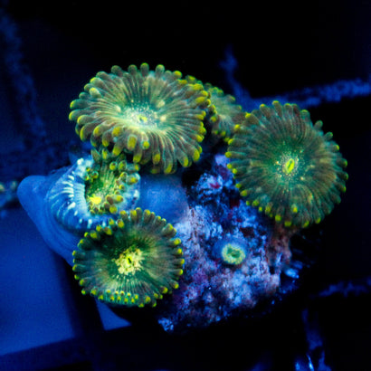 JC Utter Blue Razz Zoanthid