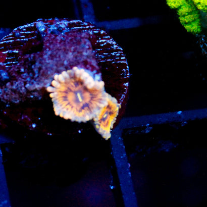 JC Blue Seam Zoanthid