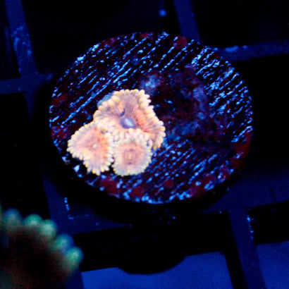 JC Rando Zoanthids