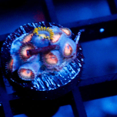 JC Peach Bellini Zoanthid Colony