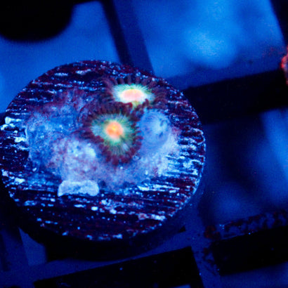 JC Alien Blood Zoanthid