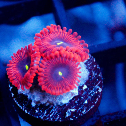 JC Red People Eater Zoanthid