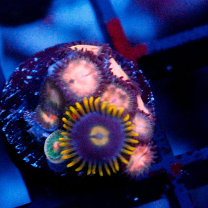 JC Peach Bellini Zoanthid