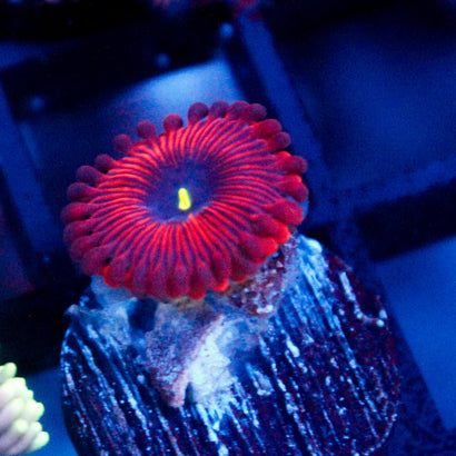 JC Red People Eater Zoanthid