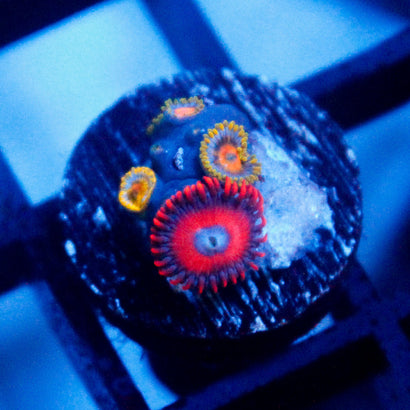 JC Red Hornet Zoanthid