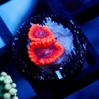 JC Utter Typhloshion Zoanthid