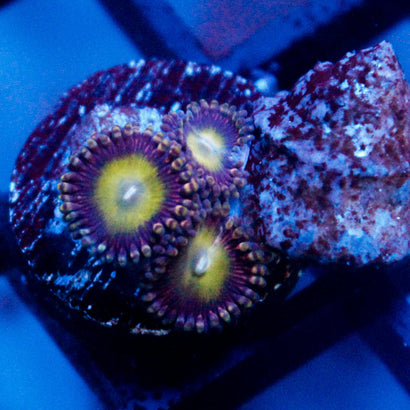 JC Hypnotoad Zoanthid