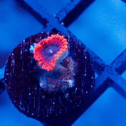 JC Typhloshion Zoanthid