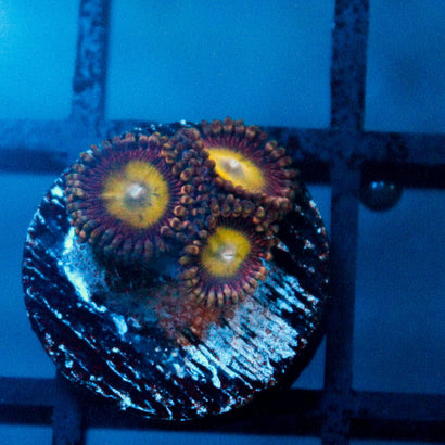 JC Hypnotoad Zoanthid
